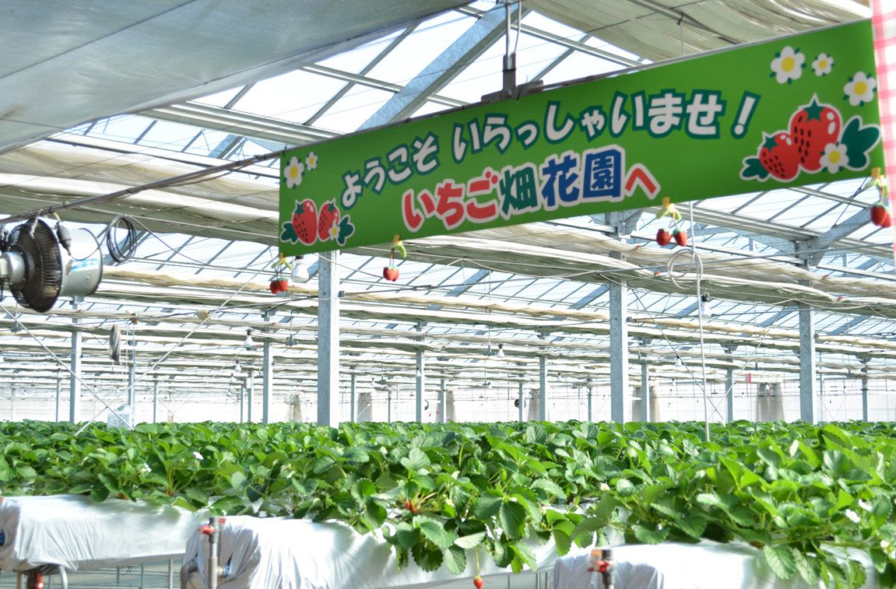 高荷政行様 いちご畑花園 15 15 1000 Vegetable Theme Park Fukaya 深谷市