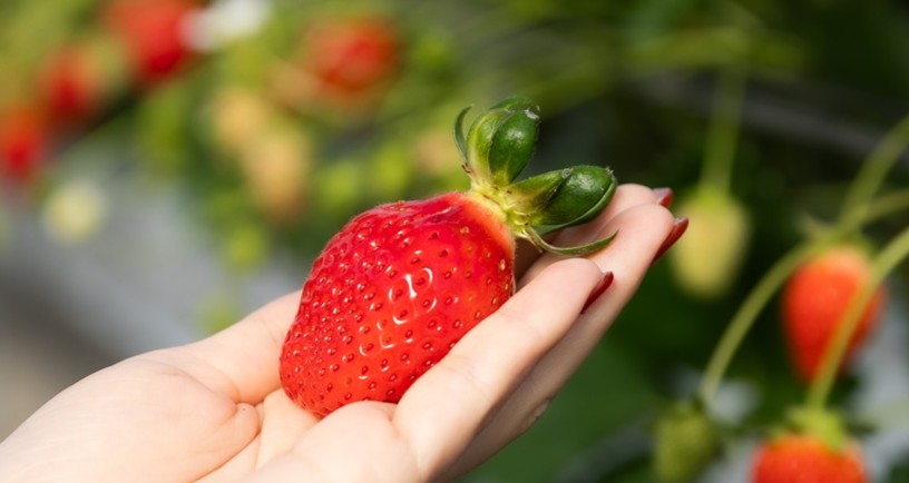 味にこだわる「いちご畑花園」で評判の絶品いちごを堪能