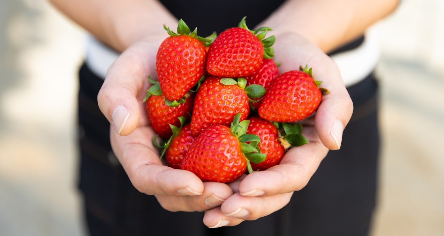 ゆったり過ごせる「やちよいちごファーム」で完熟いちごを楽しむ！